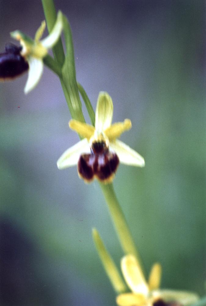 Dactylorhiza, Himantoglossum, Ophrys, Orchis